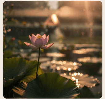 Ủng hộ Hồn Thơ